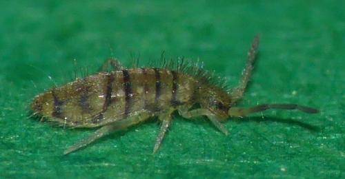 Entomobrya nigrocincta